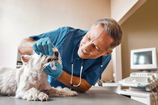 Best 24-Hour Emergency Dentist in Stafford Springs, CT